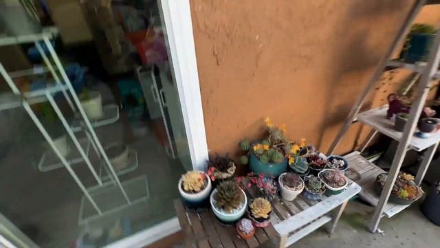 AoxTheGardener 💚 - Aox's Plants, Spring Garden Tour 2023! Echeveria, Crassula, Lithops, and More! смотреть онлайн