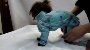 Одеваем комбинезон на собаку