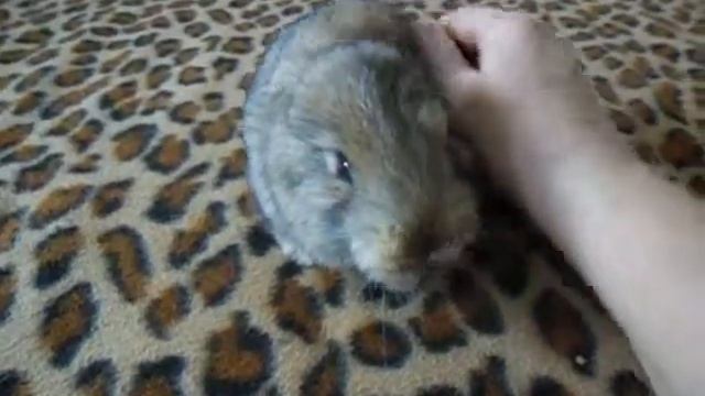 кролик родился без ушей смотреть онлайн