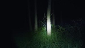 Расслабляющий поход в лес