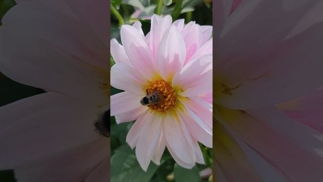 Георгина и пчела.?
