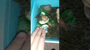 чем надо кормить улиток