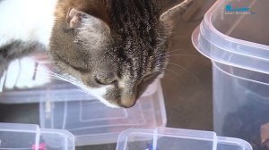 Многоногий друг человека - кивсяк. Как за ним ухаживать и чем кормить?