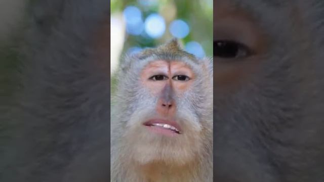 Monkey sing Filipino broken hearted song (snapchat)