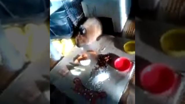 Злой Кролик) смотреть онлайн