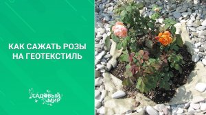 Розы без прополки и рыхления. Сажаем на геотекстиль