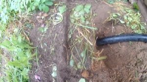 Как поймать крота Борьба с кротом выхлопными газами Проверенный способ