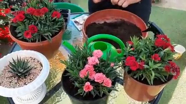 ЧЕРЕНКОВАНИЕ ГВОЗДИКИ ОТ А ДО Я как размножить и сохранить на зиму цветы черенкованием.mp4