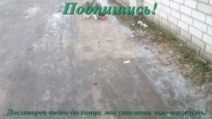 социальный ролик помощь животным волонтеры