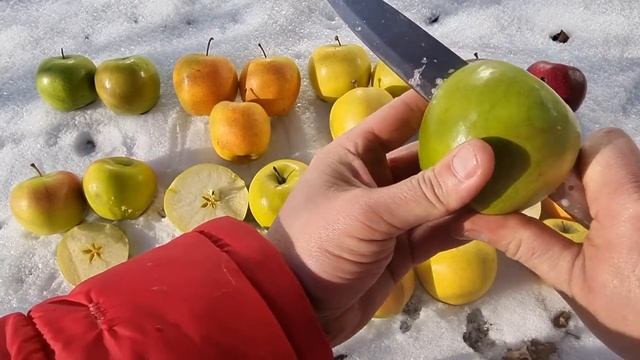 НОВЫЕ СОРТА / ГОЛД ЧИФ / ТЕНТЕЙШН / МУТСУ NK / СМЕРАЛЬДА смотреть онлайн