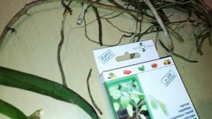 Ванда «БАБОЧКА» осталась без корней.