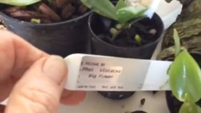 Species haul plus a bit more смотреть онлайн