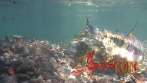 Нерест лосося. Salmon spawn. (HD)