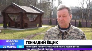 БЕРЕЗОВЫЙ СОК НАЧАЛИ СОБИРАТЬ В БОБРУЙСКОМ ЛЕСХОЗЕ