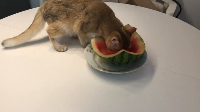 🙀🙀🙀КОШКИ СЬЕЛИ АРБУЗ😸🐱😺ЗОЛОТАЯ ШИНШИЛЛА🧡🧡🧡