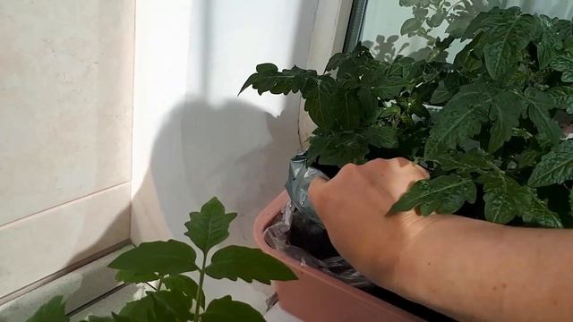 Как выглядит в рассаде томатов Пиноккио. Что страшнее для растений, жара или холод. смотреть онлайн