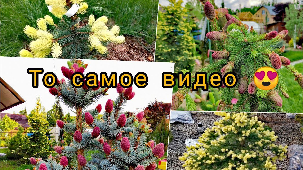 Мечтательница хвойные