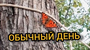 Обычный день на даче. 15.09.2024