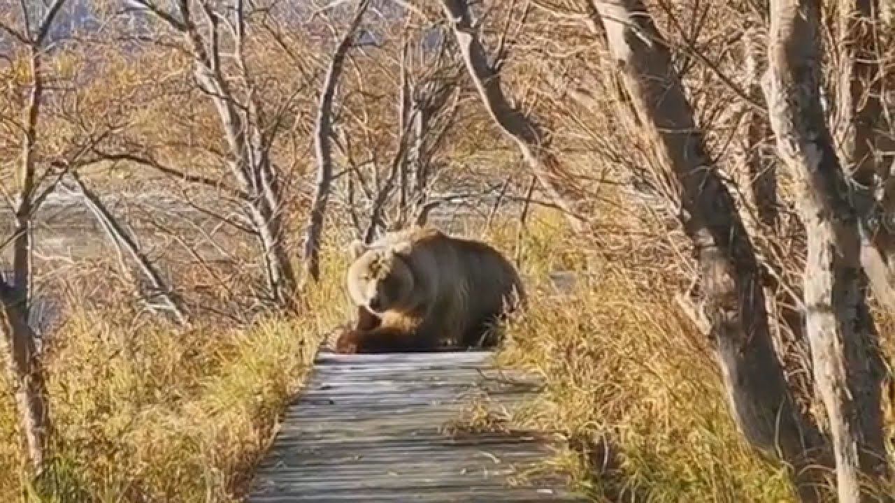 Медведь на тропе