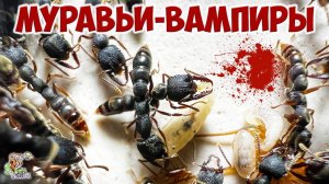 Дракула-антс ● Муравьи-вампиры ● Stigmatomma reclinatum