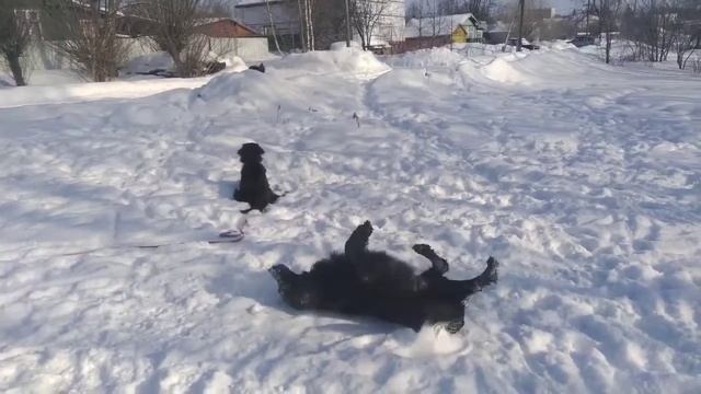Есть свободные щенки прямошерстного ретривера. смотреть онлайн