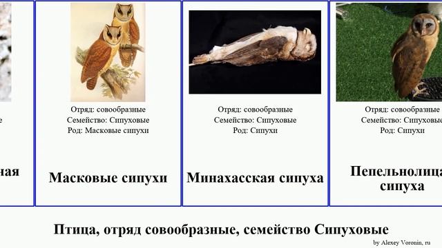 Птица, отряд совообразные, семейство Сипуховые сипуха birds масковая Чёрная Австралийская Травяная смотреть онлайн