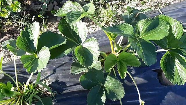 Открытый грунт на 16.04.2020г. Сорта клери и аллегро. смотреть онлайн