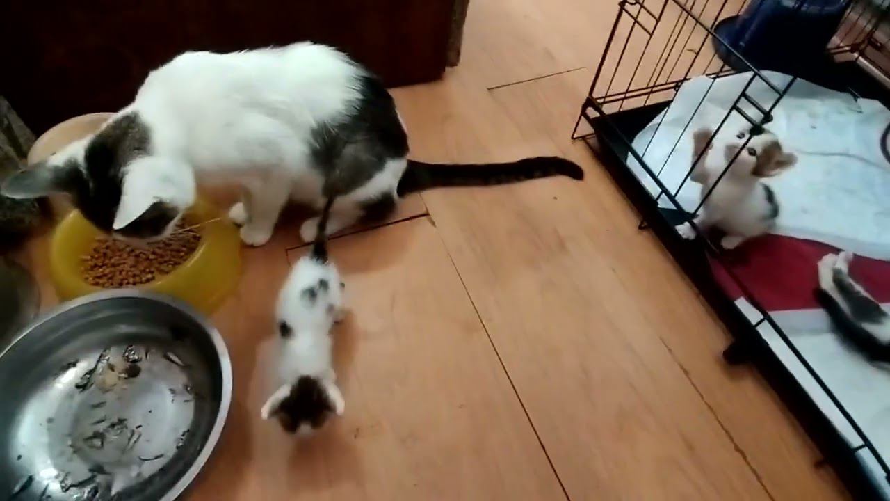 Наши милые котята растут