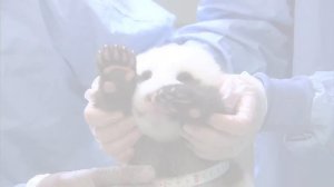 San Diego Zoo Panda Cub - Chin Scritches and Baby Yawns