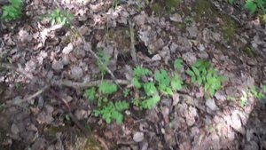 поездка в урочище Кошели