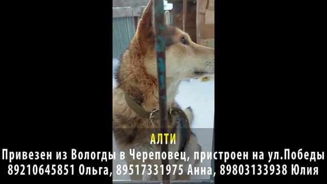 Пропала собака! АЛТИ. Привезен из Вологды, пристроен в г. Череповец на ул. Победы