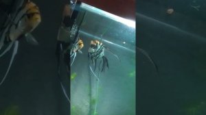 07.10.2020 нерест дискусов и скалярий в одном аквариуме