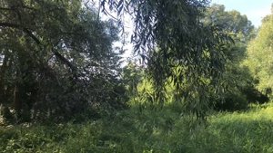 Природа. Лес. Река Обь. Пение птиц, Красивая музыка. Пригород Новосибирска. 4К видео.