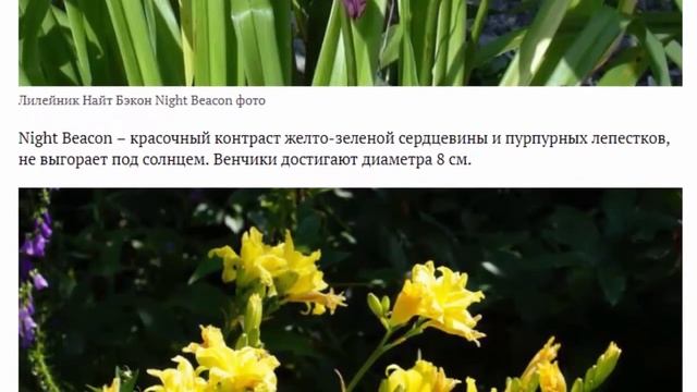 Лилейники посадка и уход в открытом грунте Сорта лилейников с фото названиями и описанием смотреть онлайн