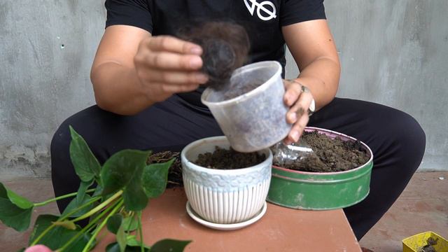 How To Restore The Vitality Of Anthurium To Easily Bloom Beautifully смотреть онлайн