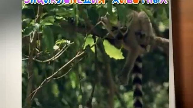 Про усатых и хвостатых смотреть онлайн