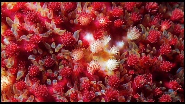 Кишечнополостные - 2