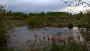 Болото издающее странные звуки