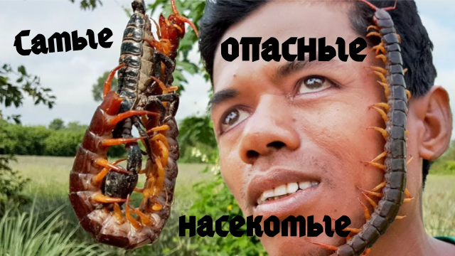 Самых Опасные Насекомые В Мире