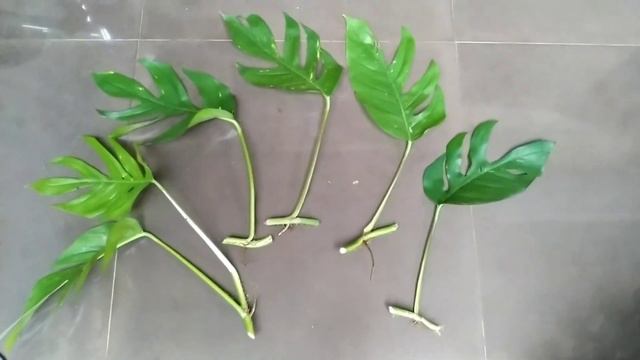 EPIP KUJANG MURAH BANGET  FRESH CUT