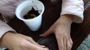 Распаковка посылки с улитками! Ахатина Ретикулята