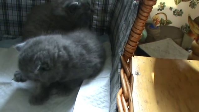 Милые малыши - британские котята. П-к Silvery Snow смотреть онлайн