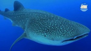 Вот акула в океане - хищник с острыми зубами! (видеоэкскурсия)