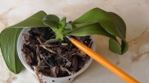 прикорневая детка отделять или нет Детка из точки роста у орхидеи фаленопсис