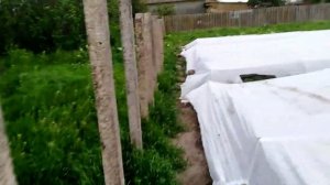Томаты под агроволокном на дугах в двух вариантах. Две недели после высадки.Томаты в открытом грунт