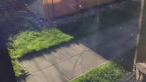 Как кормить и поить голубей