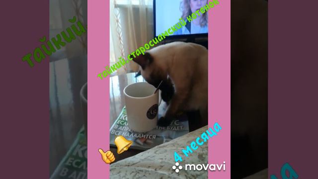 Тайские котята,старосиамские, 4 месяца. смотреть онлайн