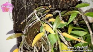 Dendrobium aphyllum (Den. pierardii) orchid blooming 2020