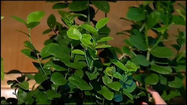 Дачники 16 11 16 2 я часть Лимоны, лаймы, мандарины, урожай на подоконнике смотреть онлайн