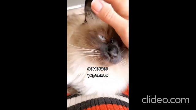 Можно ли спать с кошками? И как это влияет на здоровье человека. смотреть онлайн